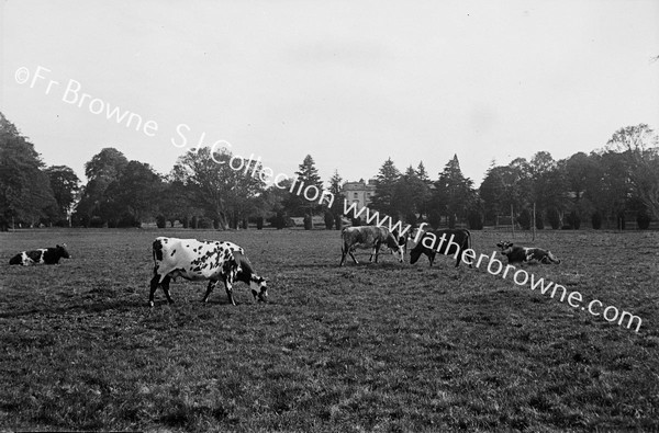 COWS IN LOWER FIELD